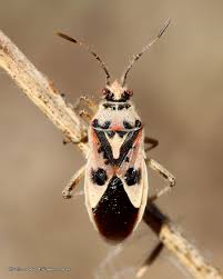 Attēlu rezultāti vaicājumam “Corizus hyoscyami imago”