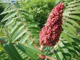 Attēlu rezultāti vaicājumam “Rhus typhina”