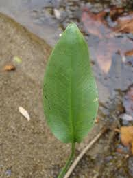 Attēlu rezultāti vaicājumam “Alisma plantago-aquatica leaf”