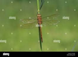 Attēlu rezultāti vaicājumam “Aeshna isoceles”