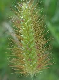 Attēlu rezultāti vaicājumam “Setaria glauca”