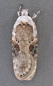 Attēlu rezultāti vaicājumam “Agonopterix alstromeriana”