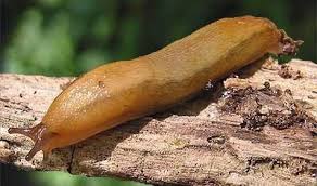 Attēlu rezultāti vaicājumam “Lycogala convexum young”