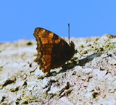 Attēlu rezultāti vaicājumam “Nymphalis xanthomelas underside”