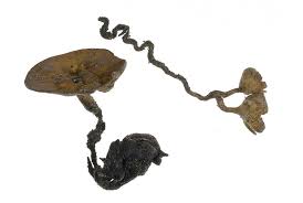 Attēlu rezultāti vaicājumam “Dumontinia tuberosa”