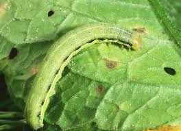 Attēlu rezultāti vaicājumam “Orthosia gracilis”