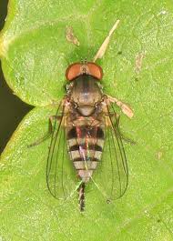 Attēlu rezultāti vaicājumam “Platypezidae”