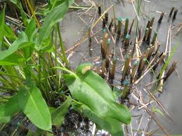 Attēlu rezultāti vaicājumam “Typha angustifolia  leaf”
