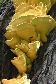 Attēlu rezultāti vaicājumam “Diaperis boleti”