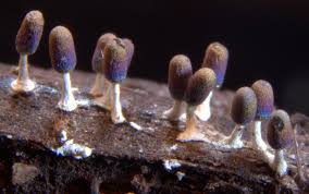 Attēlu rezultāti vaicājumam “Diachea leucopodia”