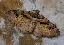 Attēlu rezultāti vaicājumam “Catarhoe rubidata”