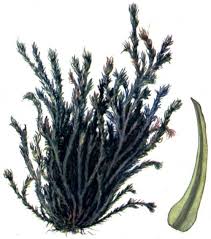 Attēlu rezultāti vaicājumam “Cinclidotus danubicus”