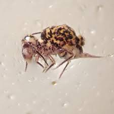 Attēlu rezultāti vaicājumam “Ptenothrix sp.”