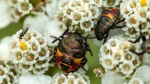 Attēlu rezultāti vaicājumam “Carpocoris sp. nymph”