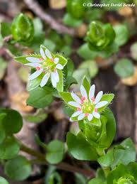 Attēlu rezultāti vaicājumam “Stellaria longifolia flower”
