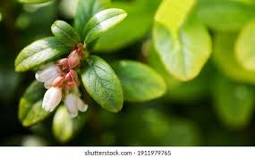 Attēlu rezultāti vaicājumam “Vaccinium vitis-idaea bud”
