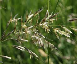 Attēlu rezultāti vaicājumam “Helictotrichon pubescens”