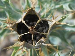 Attēlu rezultāti vaicājumam “Papaver argemone bud”