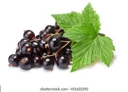 Attēlu rezultāti vaicājumam “Ribes nigrum leaf”