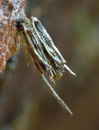 Attēlu rezultāti vaicājumam “Psyche casta larva”