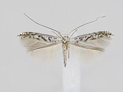 Attēlu rezultāti vaicājumam “Lyonetiidae”