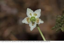 Attēlu rezultāti vaicājumam “Moneses uniflora flower”