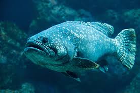 Image result for Epinephelus morio
