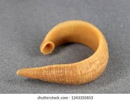 Attēlu rezultāti vaicājumam “Hirudinea”