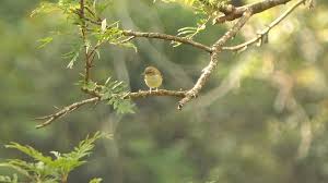 Attēlu rezultāti vaicājumam “Phylloscopus trochiloides adult”