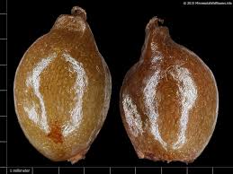 Attēlu rezultāti vaicājumam “Potamogeton perfoliatus fruit”