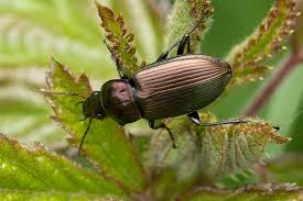 Attēlu rezultāti vaicājumam “Poecilus cupreus”