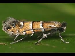 Attēlu rezultāti vaicājumam “Phyllonorycter sp.”