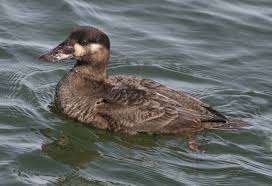 Image result for Melanitta perspicillata