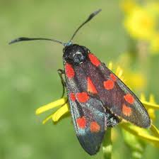 Attēlu rezultāti vaicājumam “Zygaena sp.”