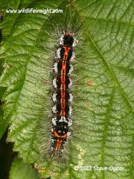 Attēlu rezultāti vaicājumam “Euproctis similis larva”