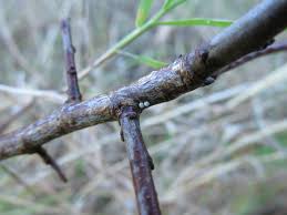 Attēlu rezultāti vaicājumam “Thecla betulae underside”