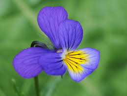 Attēlu rezultāti vaicājumam “Viola tricolor subsp. curtisii flower”