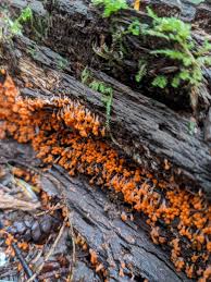 Attēlu rezultāti vaicājumam “Hemitrichia decipiens young”