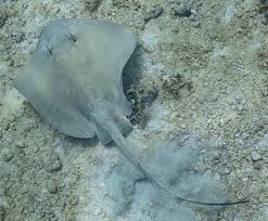 Image result for Dasyatis pastinaca