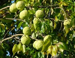 Attēlu rezultāti vaicājumam “Hordelymus europaeus fruit”