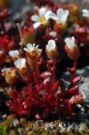 Attēlu rezultāti vaicājumam “Saxifraga tridactylites flower”