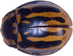 Attēlu rezultāti vaicājumam “Anatis ocellata”