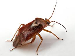 Attēlu rezultāti vaicājumam “Lygus pratensis imago”