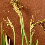 Attēlu rezultāti vaicājumam “Carex ornithopoda fruit”