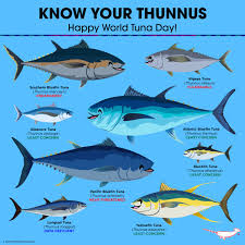 Image result for Thunnus atlanticus