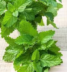 Image result for Melisse