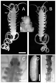 Attēlu rezultāti vaicājumam “Amaurochaete sp.”