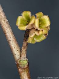 Attēlu rezultāti vaicājumam “Hamamelis japonica bud”