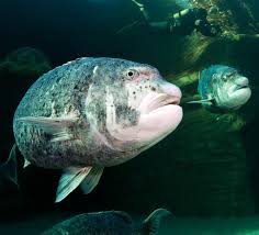 Image result for Cymatoceps nasutus