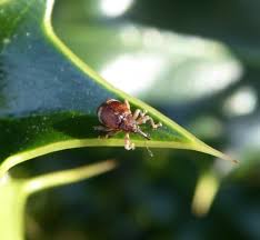 Attēlu rezultāti vaicājumam “Anthonomus phyllocola”